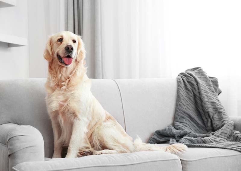 dog-on-couch pet urine odor* removal